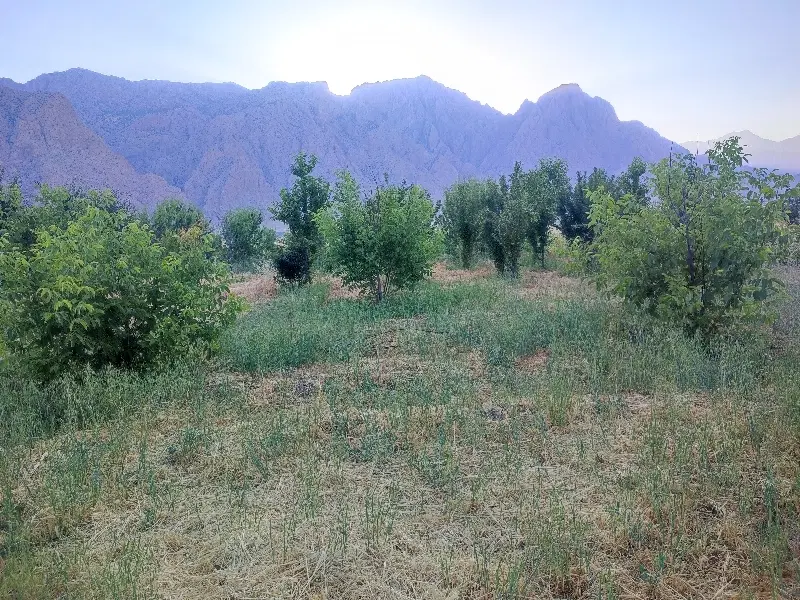 باغ