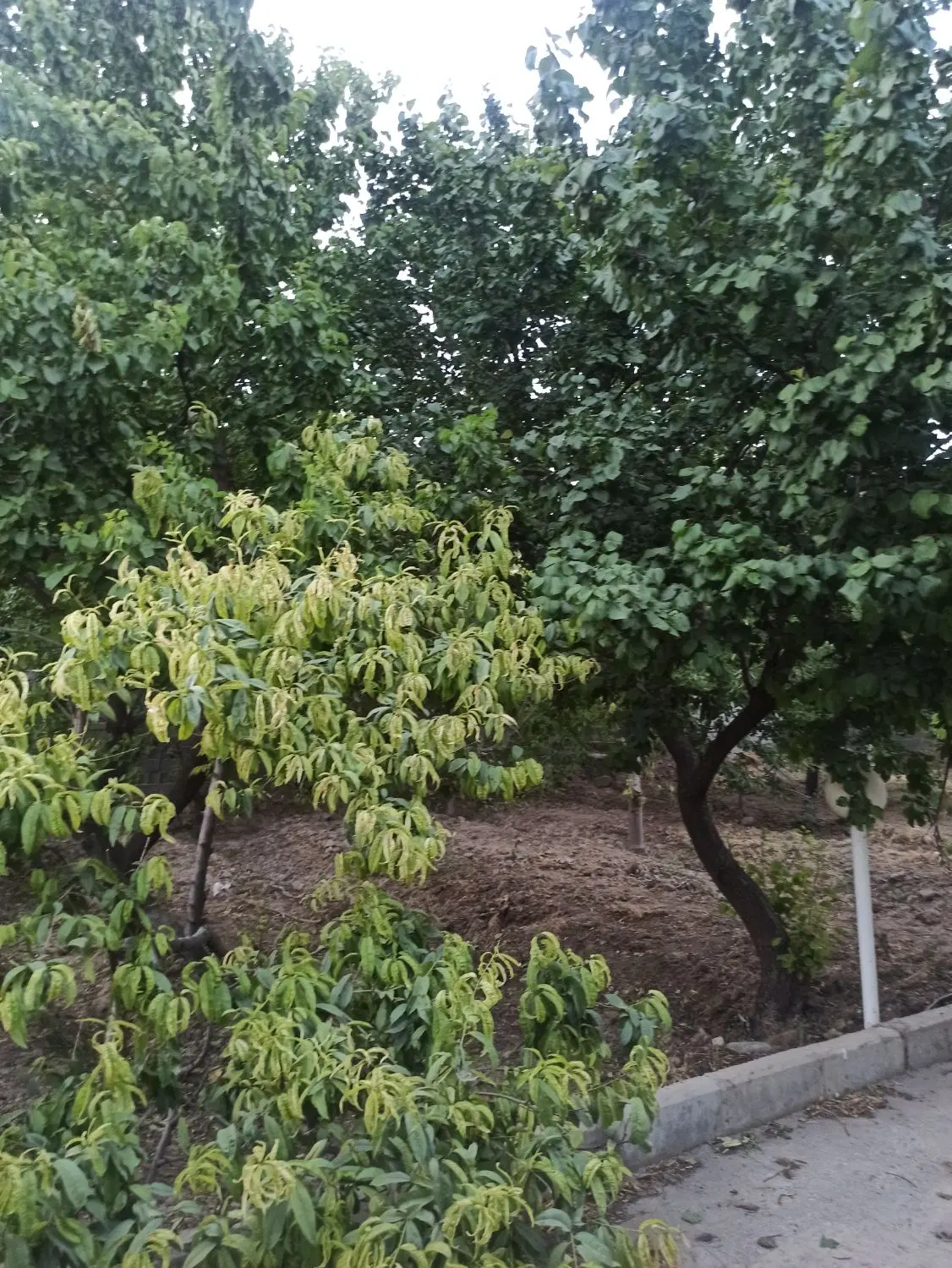باغچه