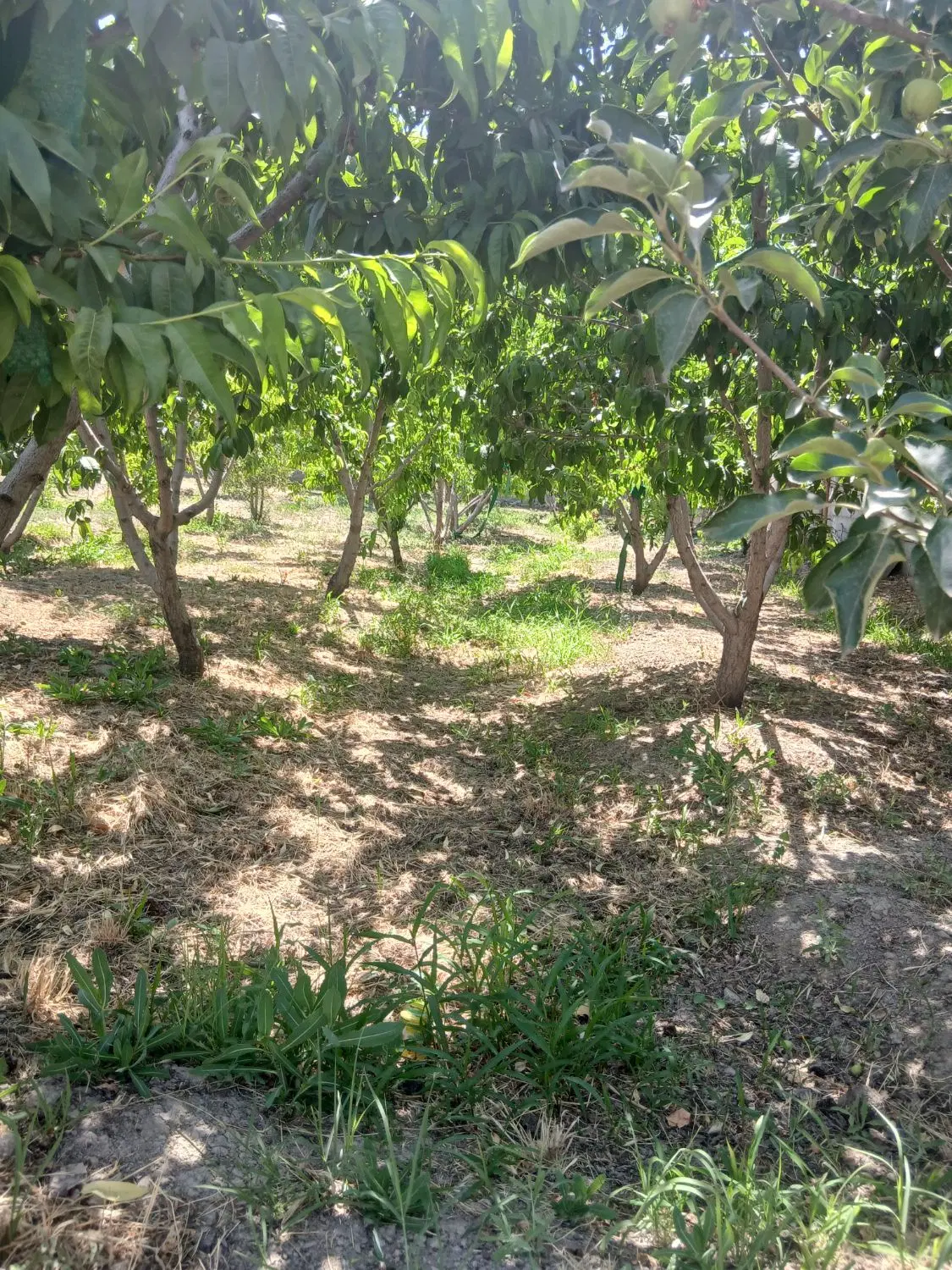 باغچه