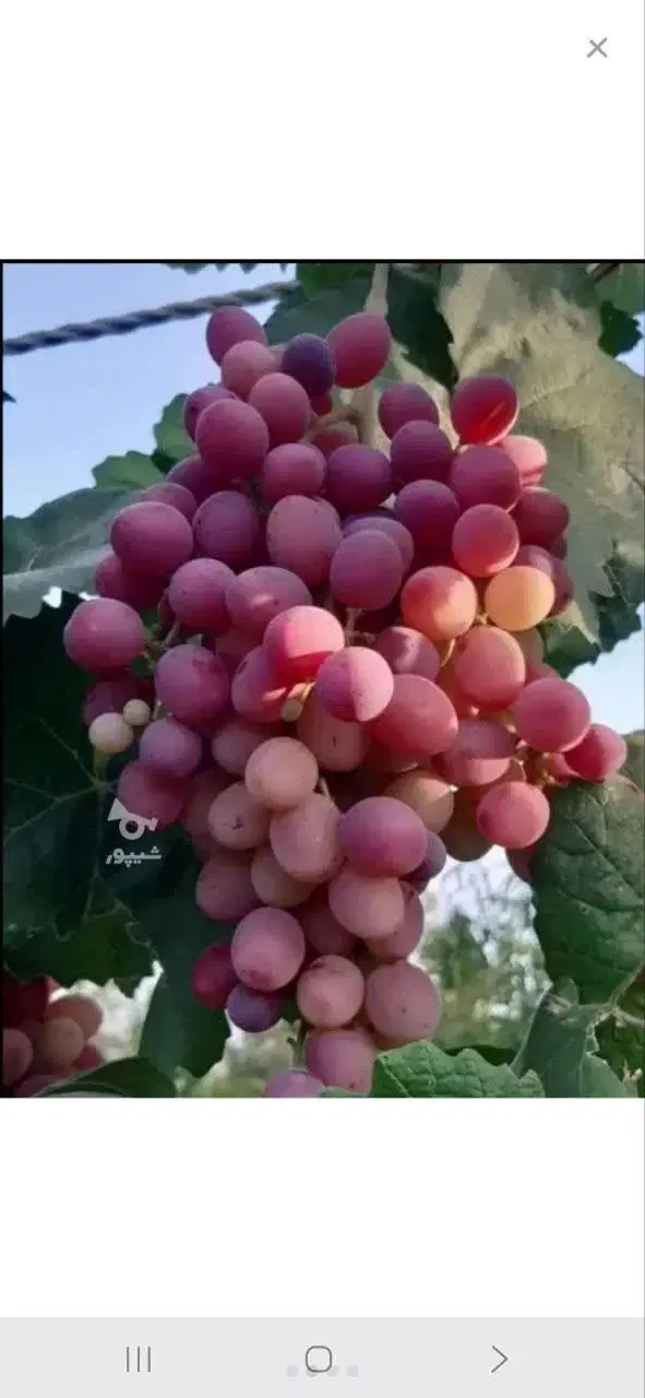 یک باغ دارم ماشین می خوام