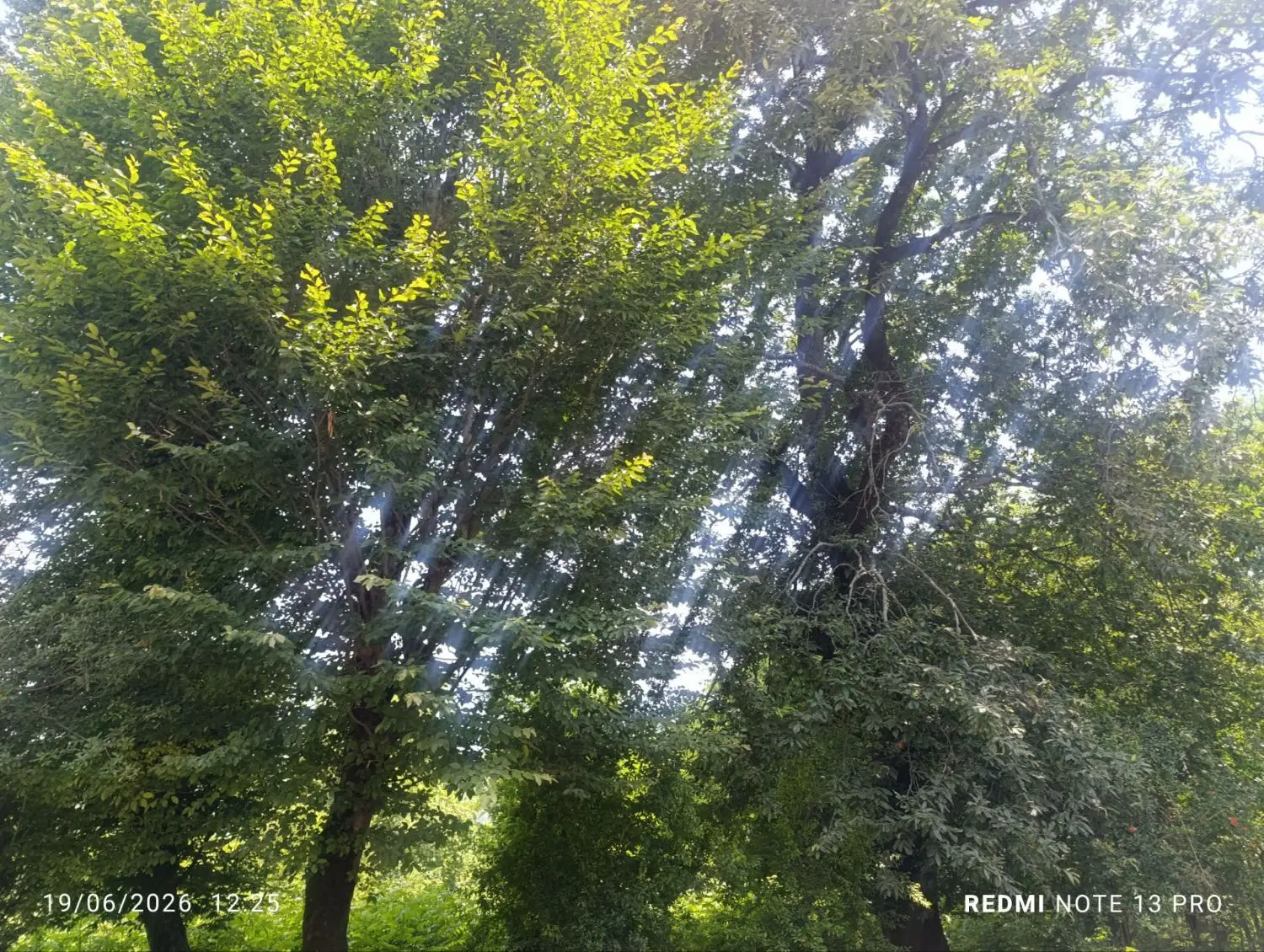 زمین باغات