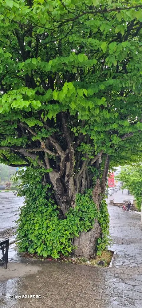 فروش ویلایی تجاری مسکونی افسران