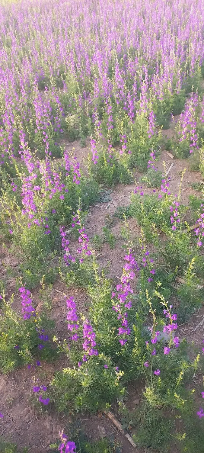 زمین روستای تازه آباد  مازندران
