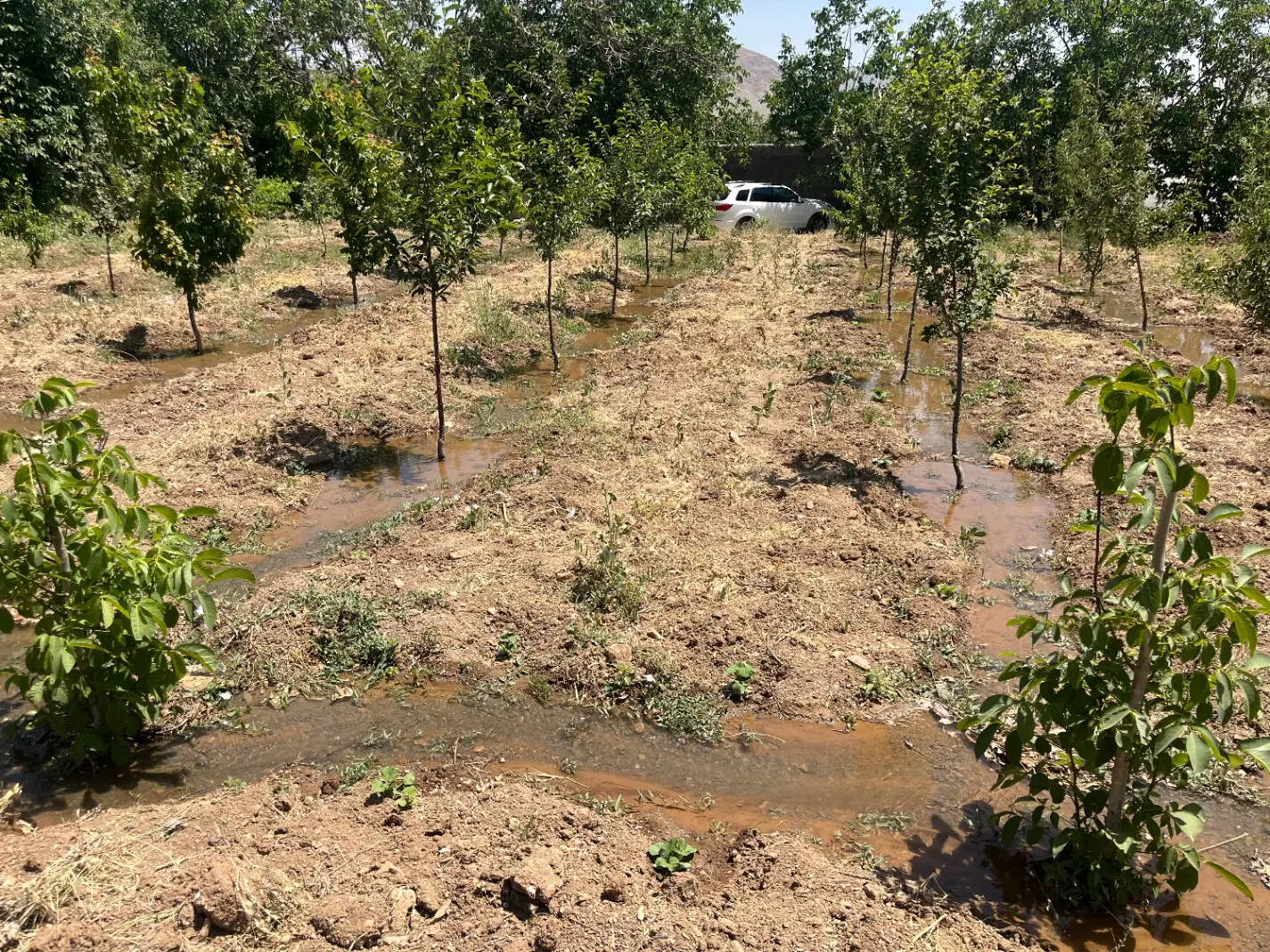باغ میوه