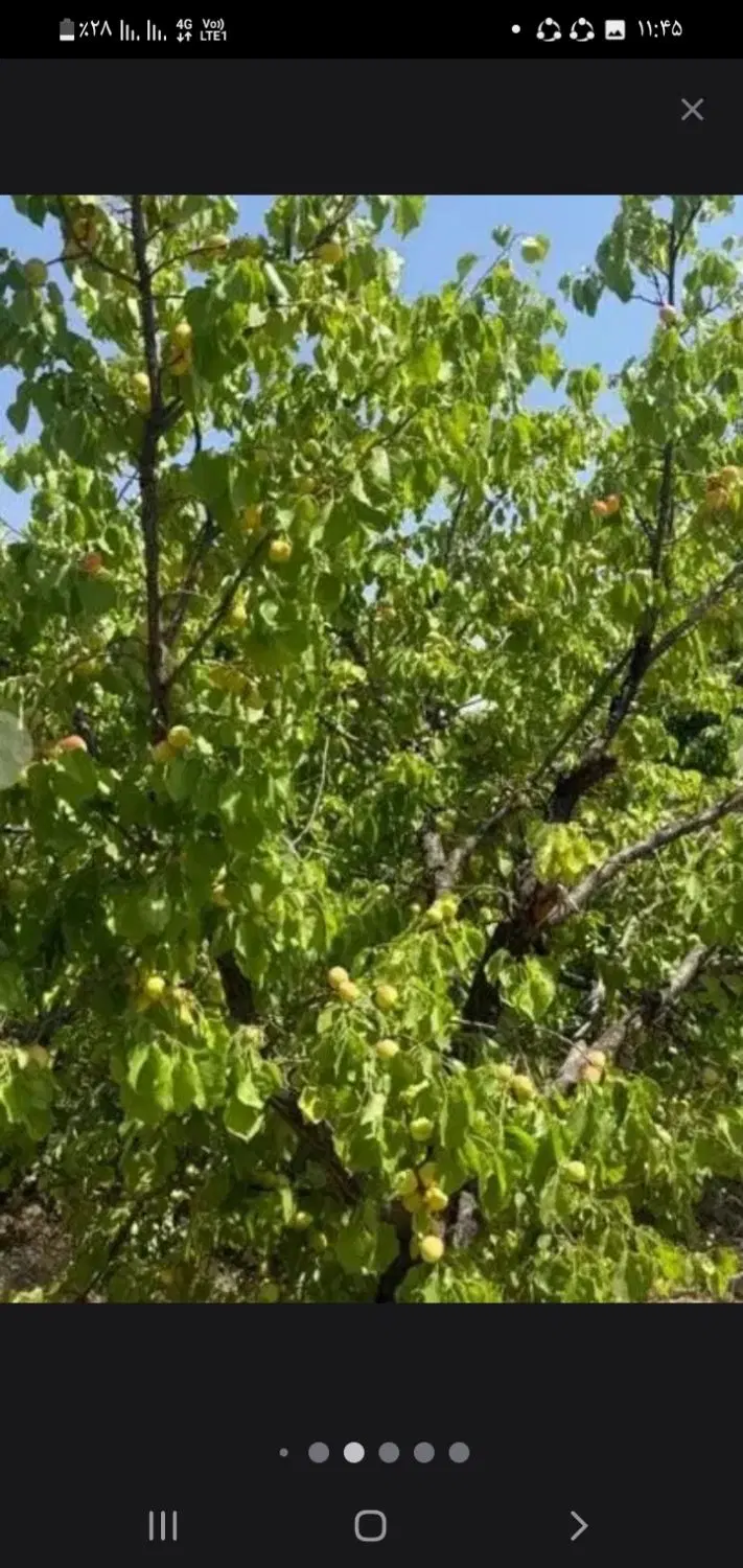 باغ ۸ساله باآب چشمه