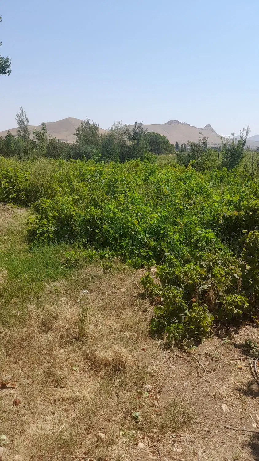 فروش باغ