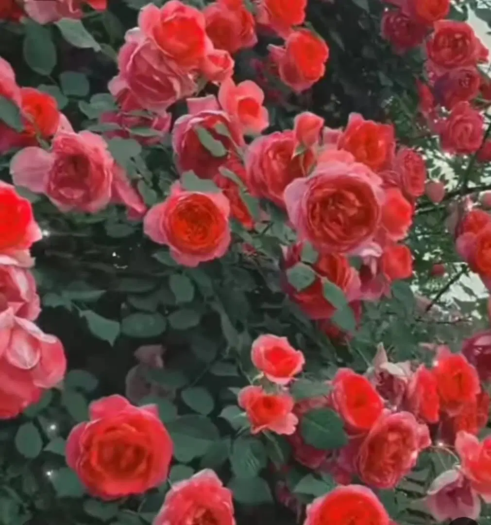 باغچه فتح آباد