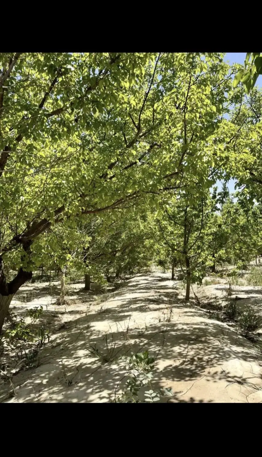 باغ در روستا وامرزان
