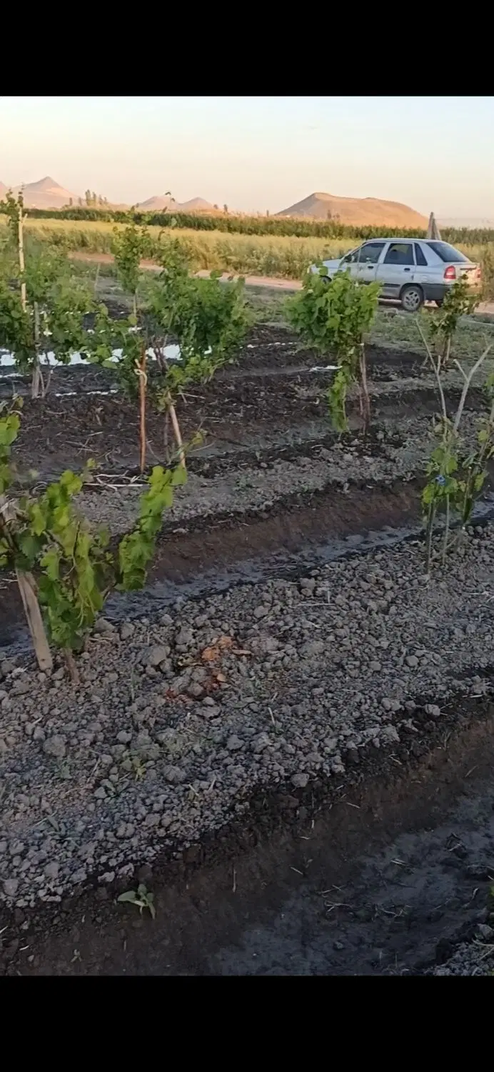 باغ و باغچه