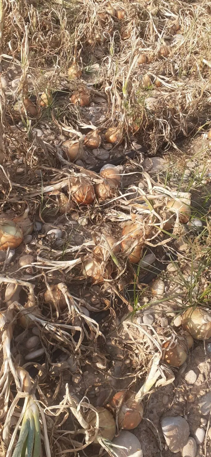 زمین کشاورزی