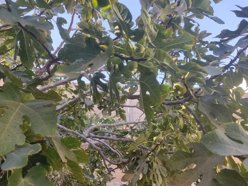 باغ کشاورزی بغداداباد مهریز