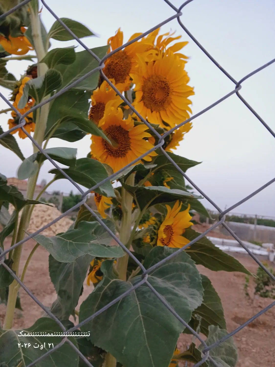 باغ فروشی گاوخانه