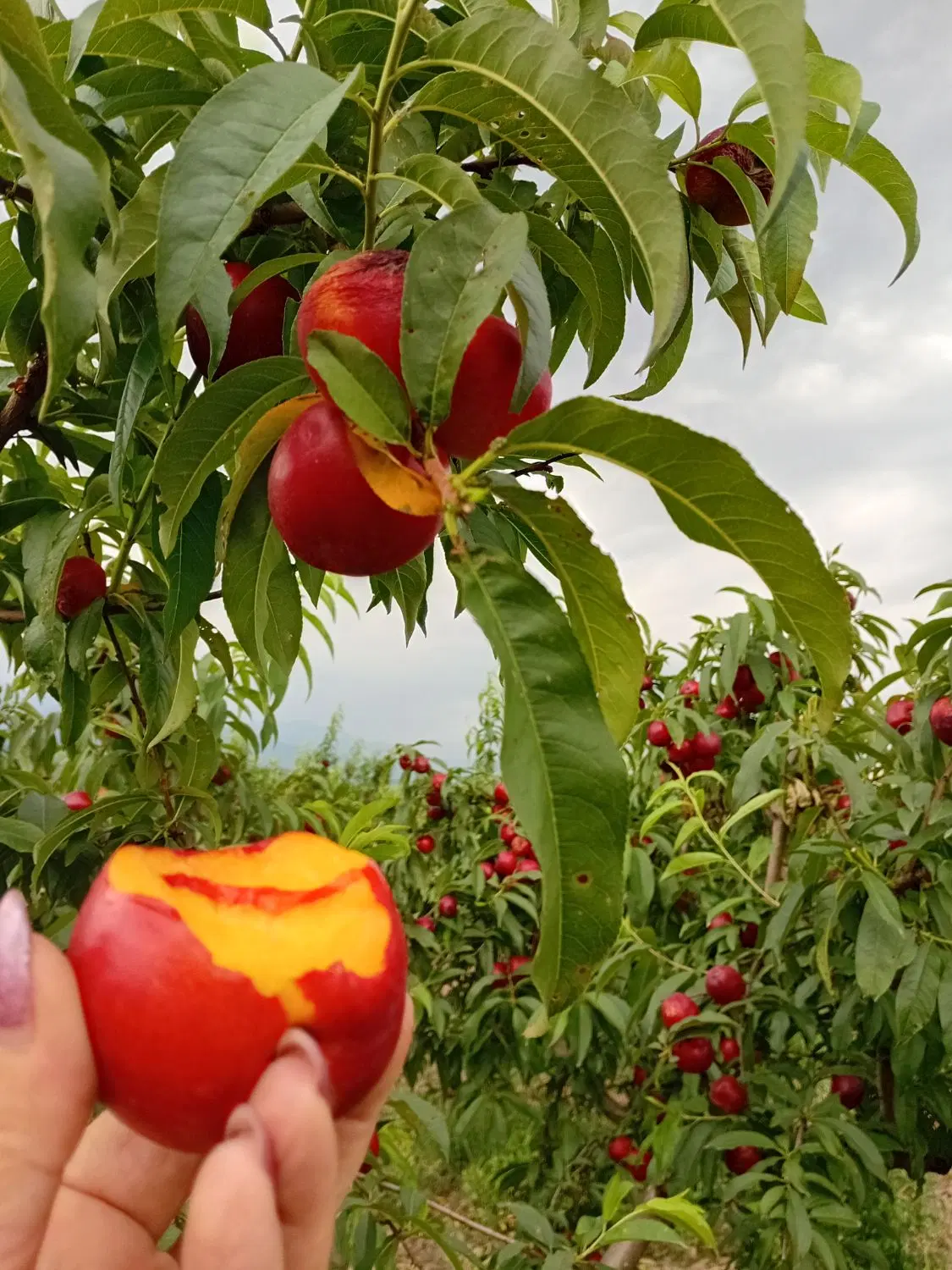 باغچه ۷۵۰ متری