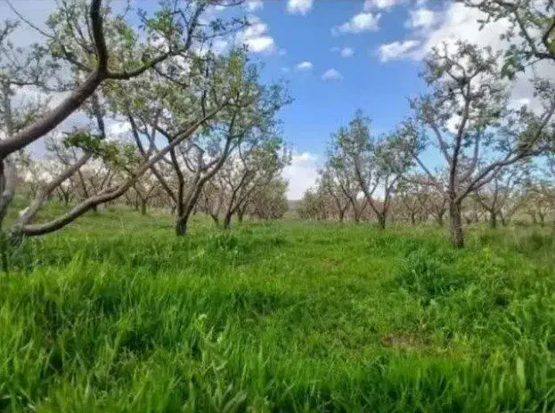 باغ شهر رضوان