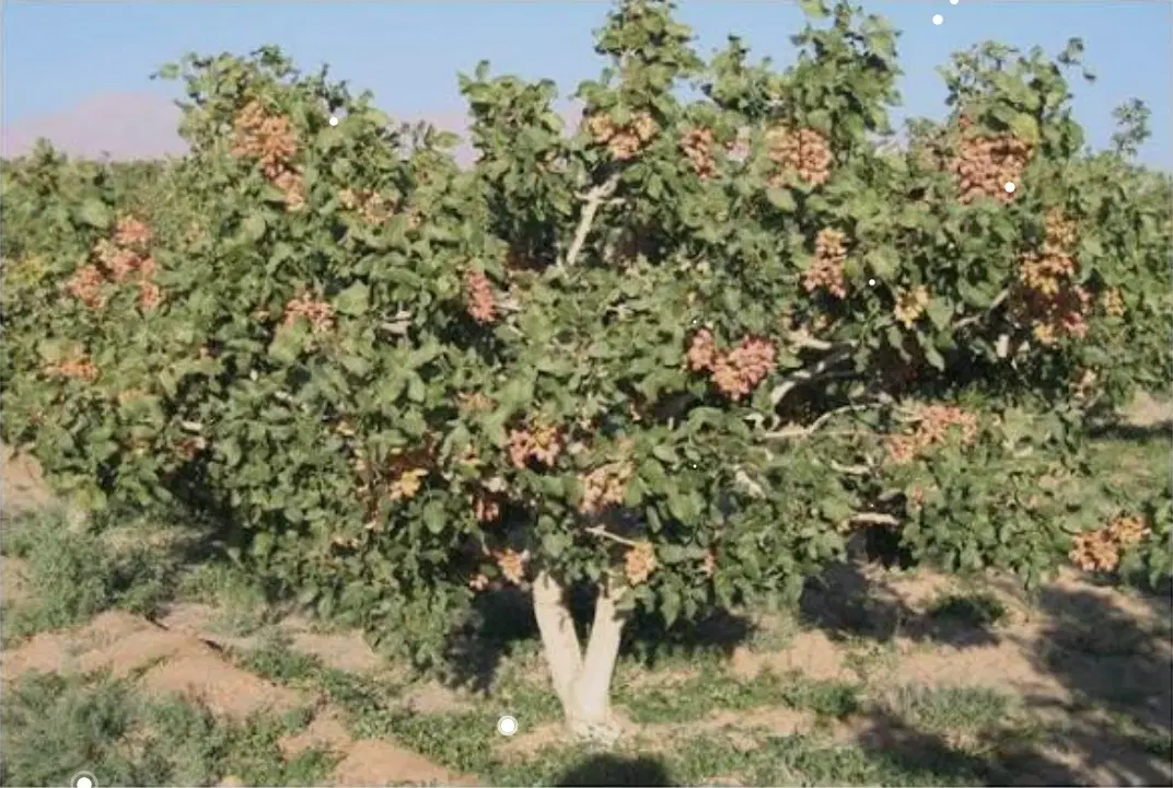 واگذاری باغستان پسته