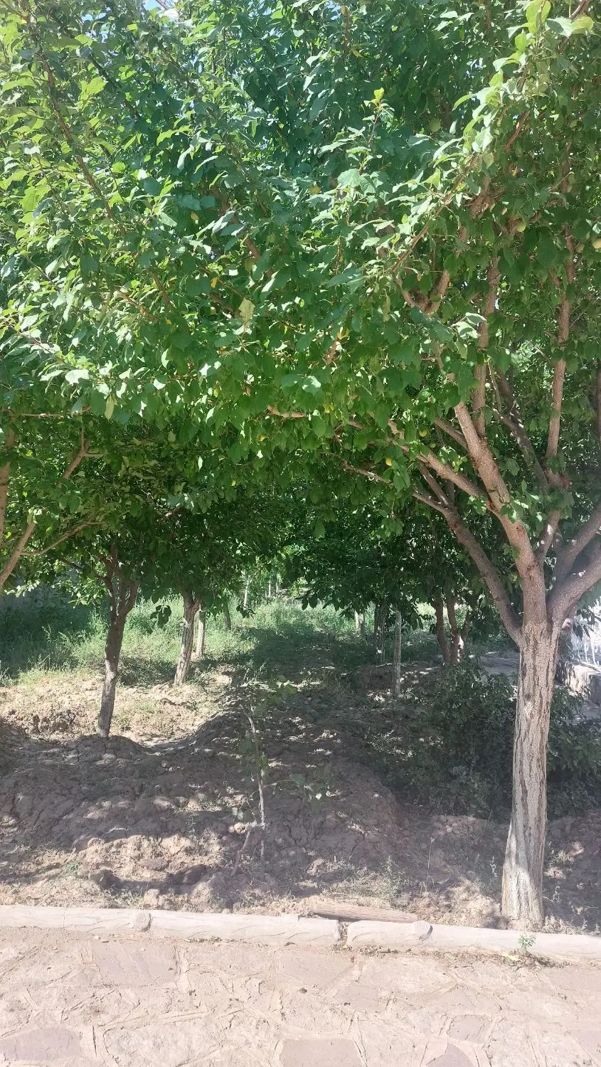 باغ ویلا