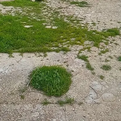 زمین 20 متری شهرک حمزه