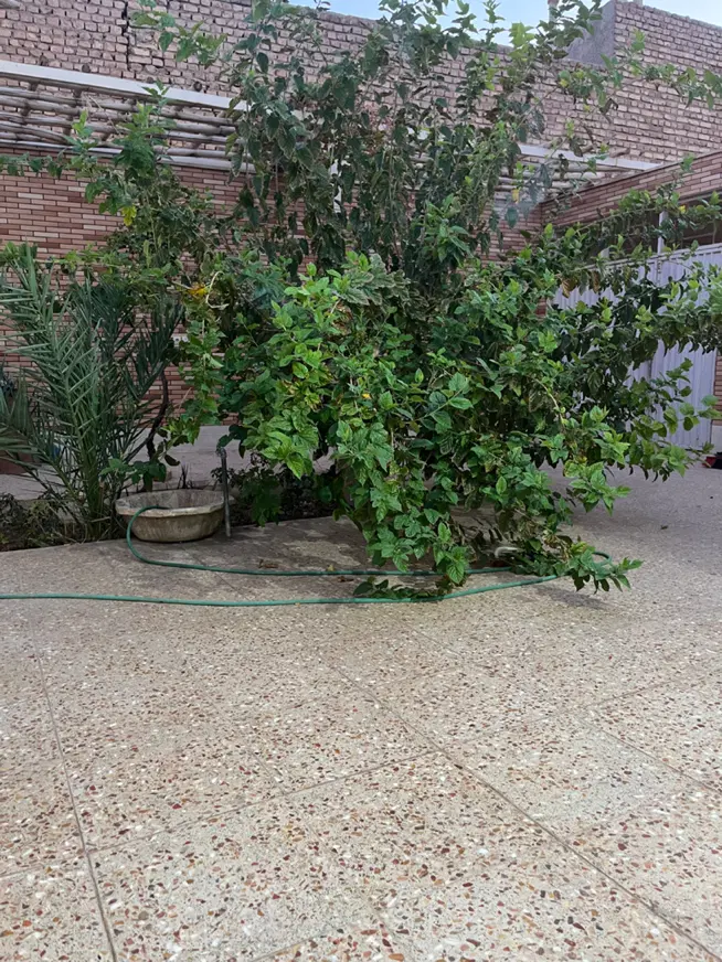 زمین سانیج (محله باغ کهله )