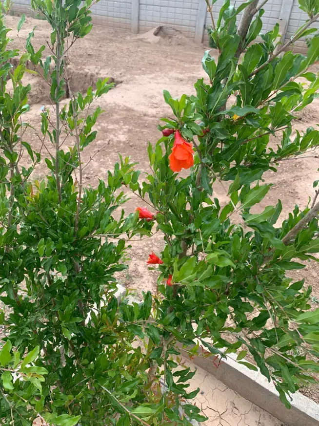 زمین ویلایی ۹۰۰ متری شاجی صوفیان با درختان