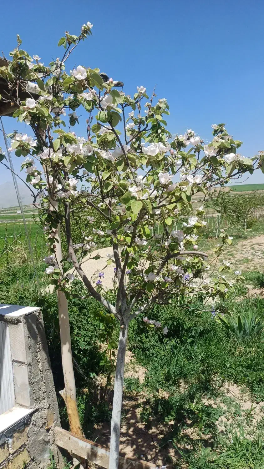 باغ