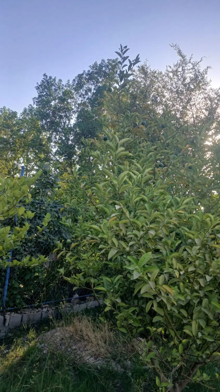 باغچه
