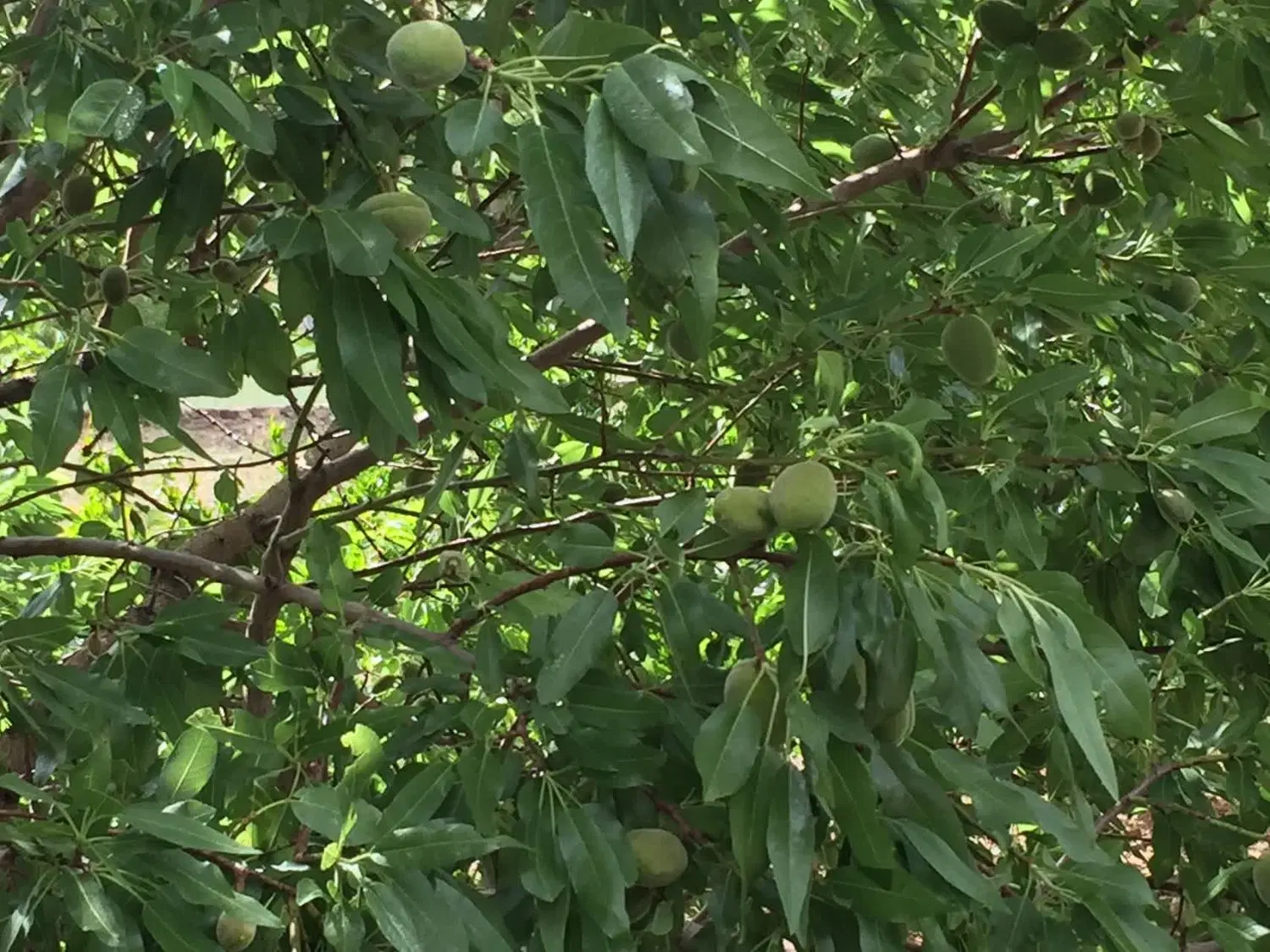 فروش و معاوضه باغ ویلای ۱۵۰۰ متری در روستای نیوشت