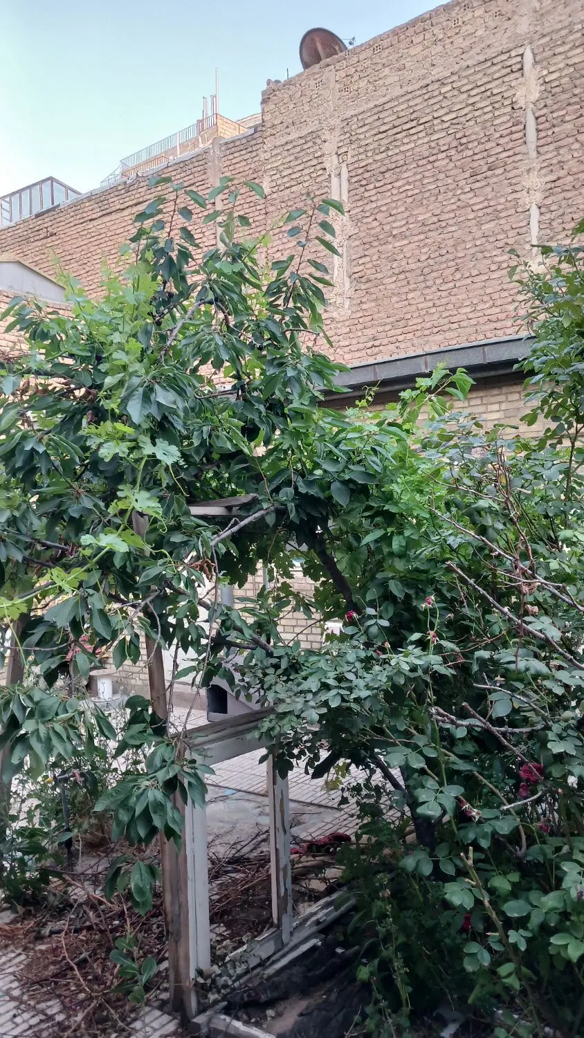 خانه کلنگی