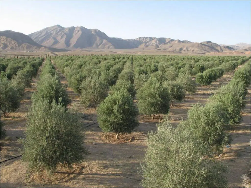 باغ زیتون سه ساله