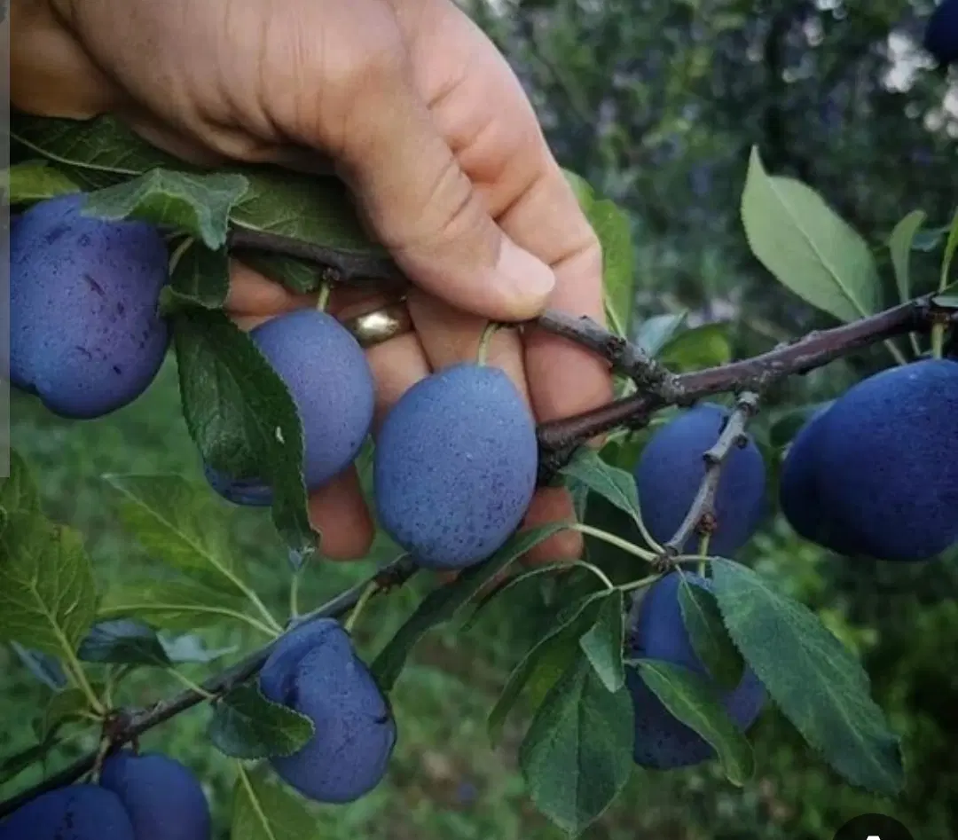 فروش باغ میوه