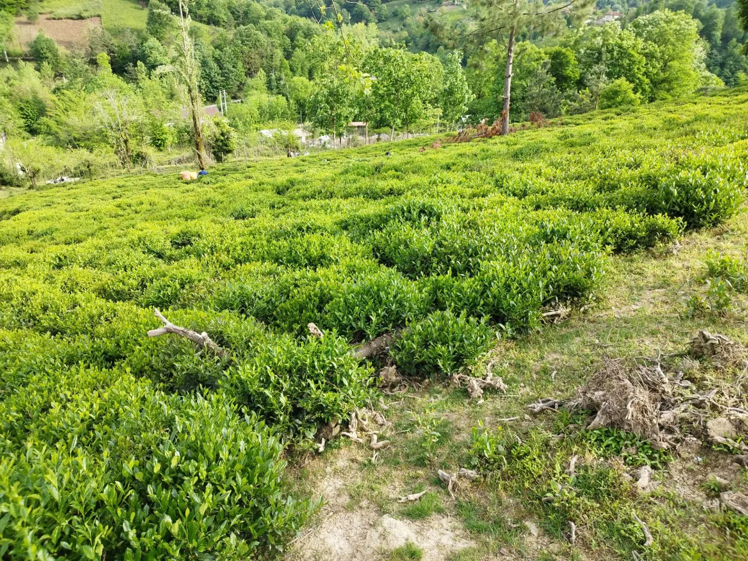 زمین باغی روستایی