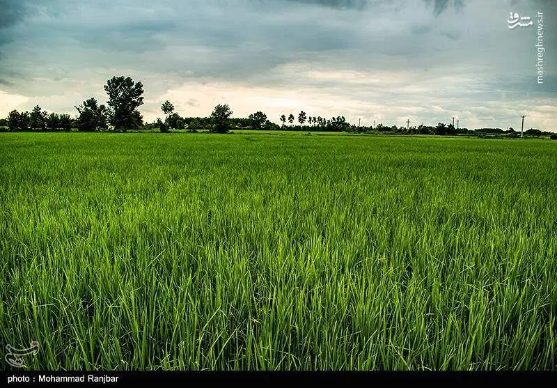 فروش 750متر زمین کشاورزی
