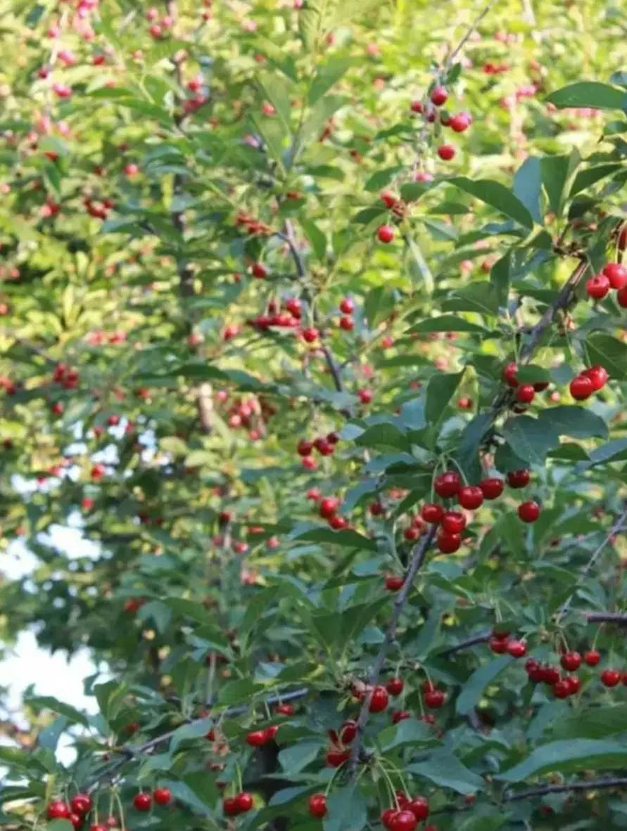 باغ ۴۰۰۰ متری تجاری و بارده  بینالود (فروش_تهاتر)