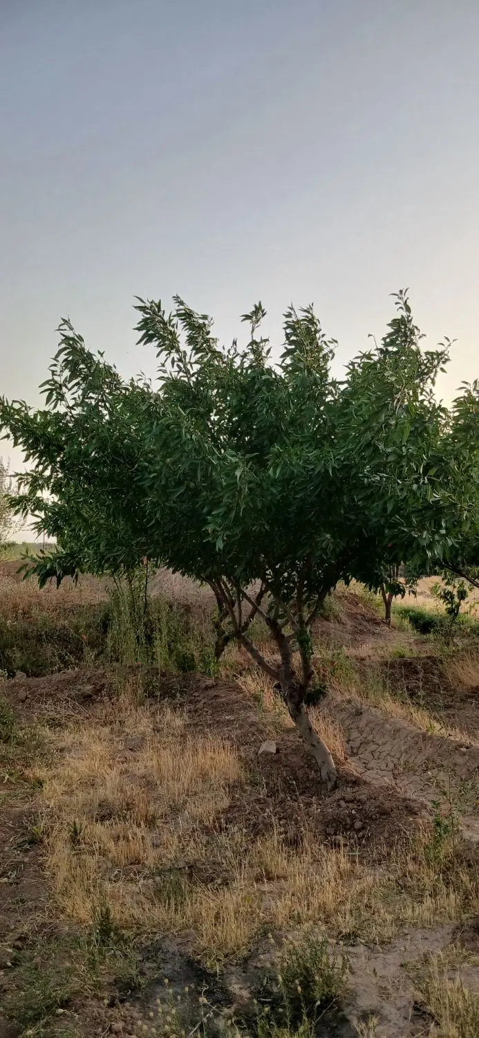 زمین کشاورزی درختان بادام