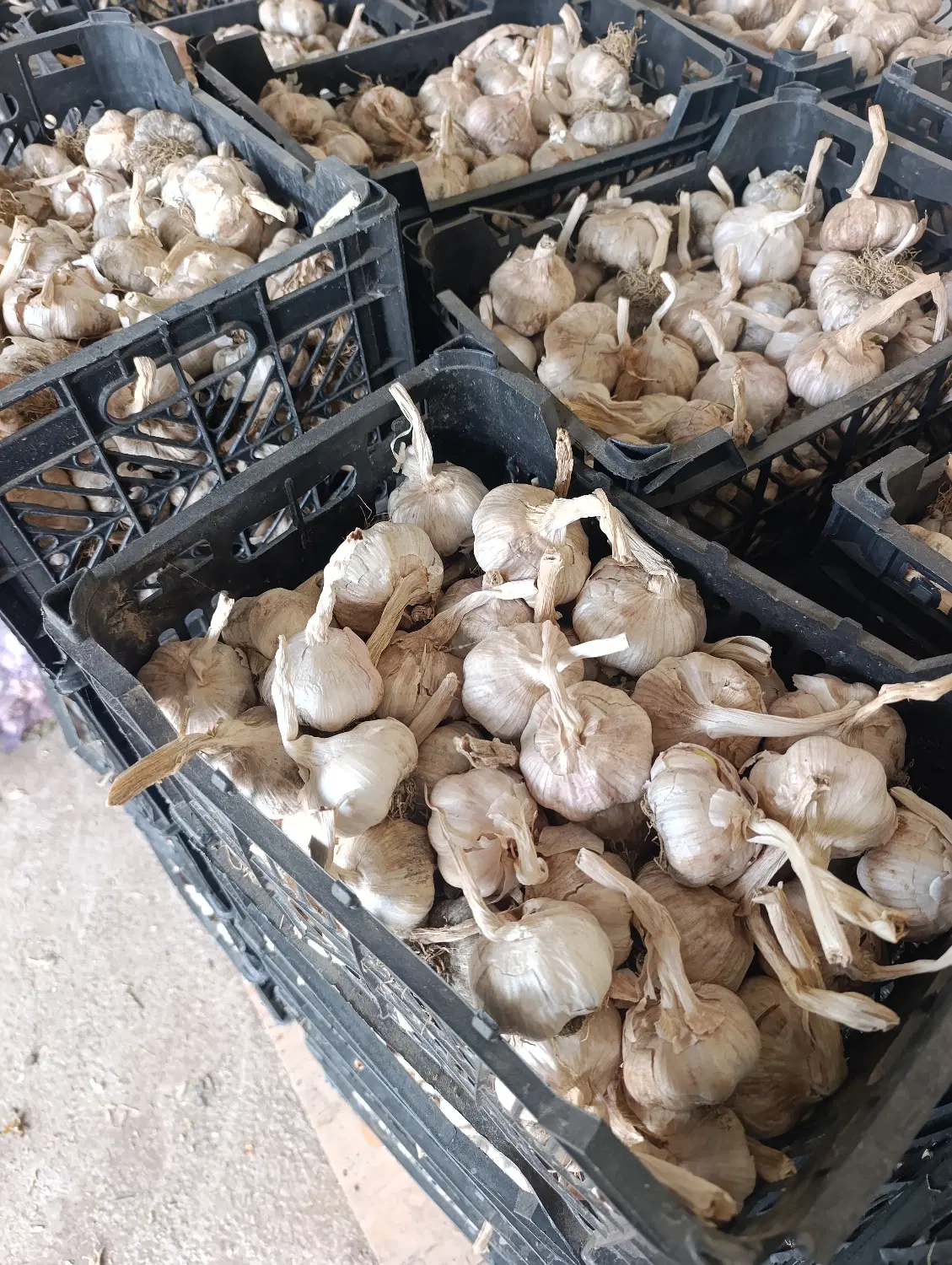 اجاره زمین و فروش سیر
