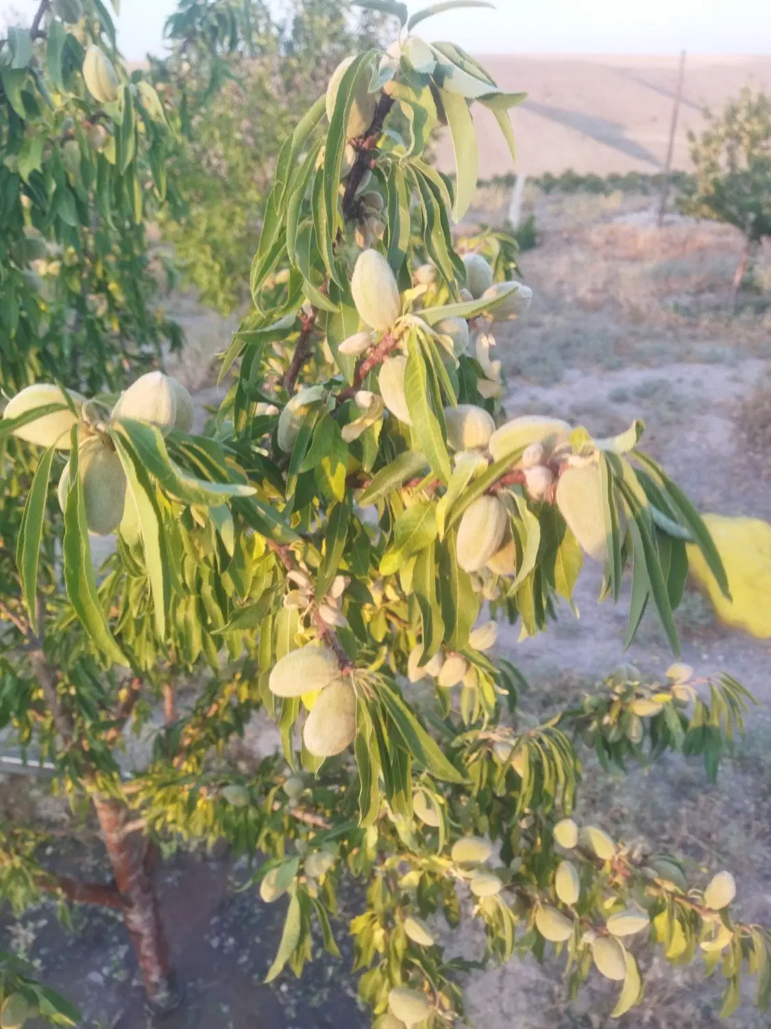 باغ ویلا