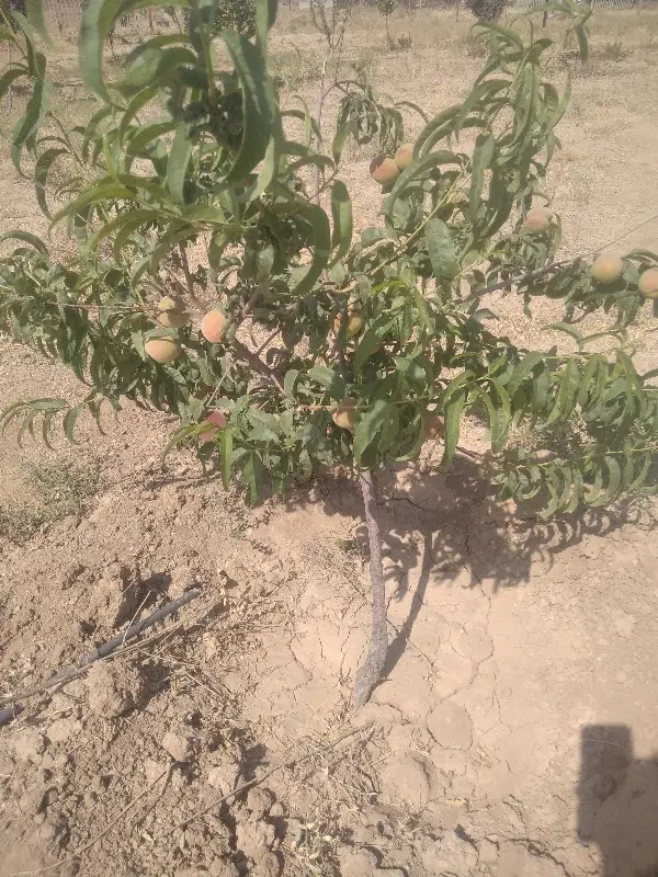 زمین ویلایی باغی500متر