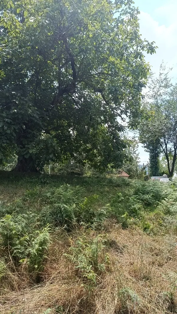 زمین باغی