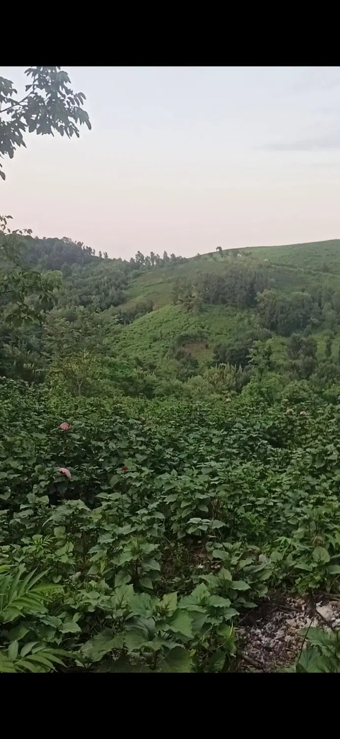 زمین باغی مسکونی