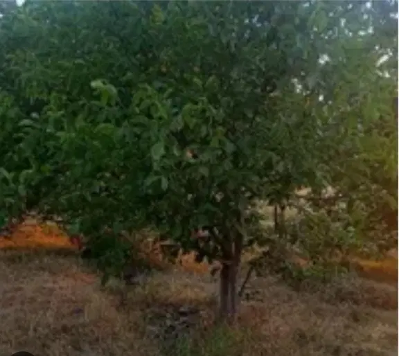 فروش زمین خانه باغ دهنو هماشهر