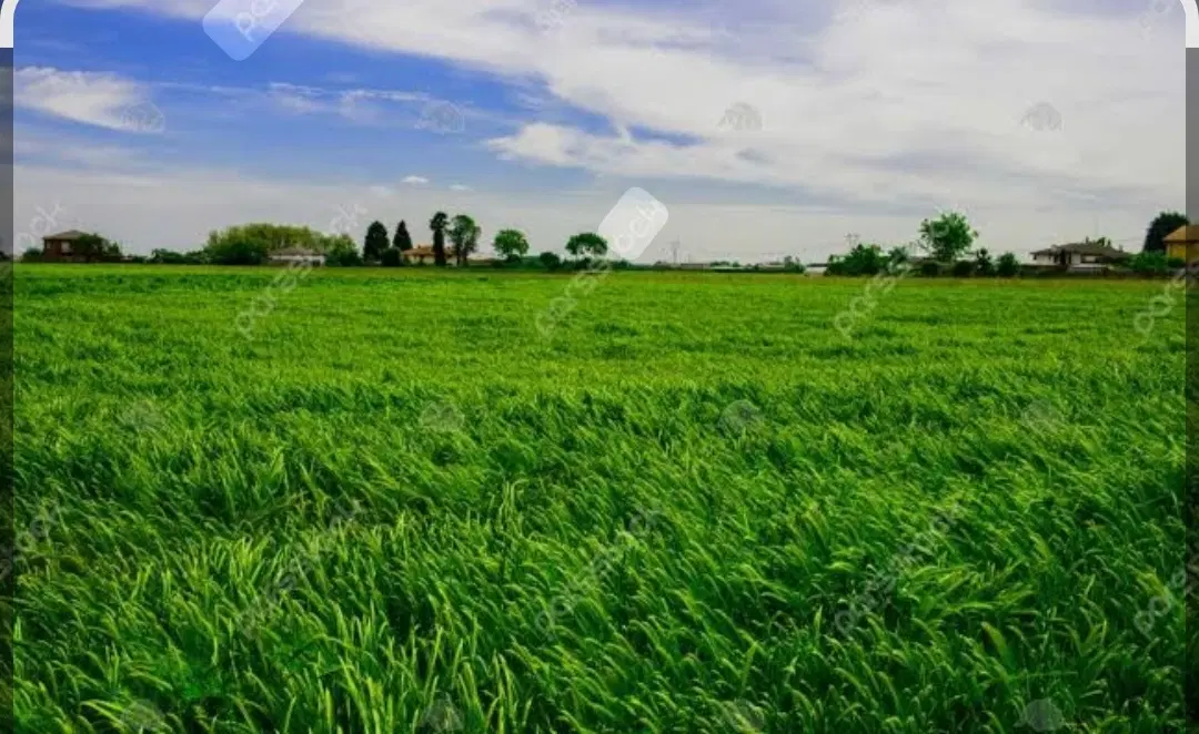 زمین کشاورزی یک هکتار ونیم