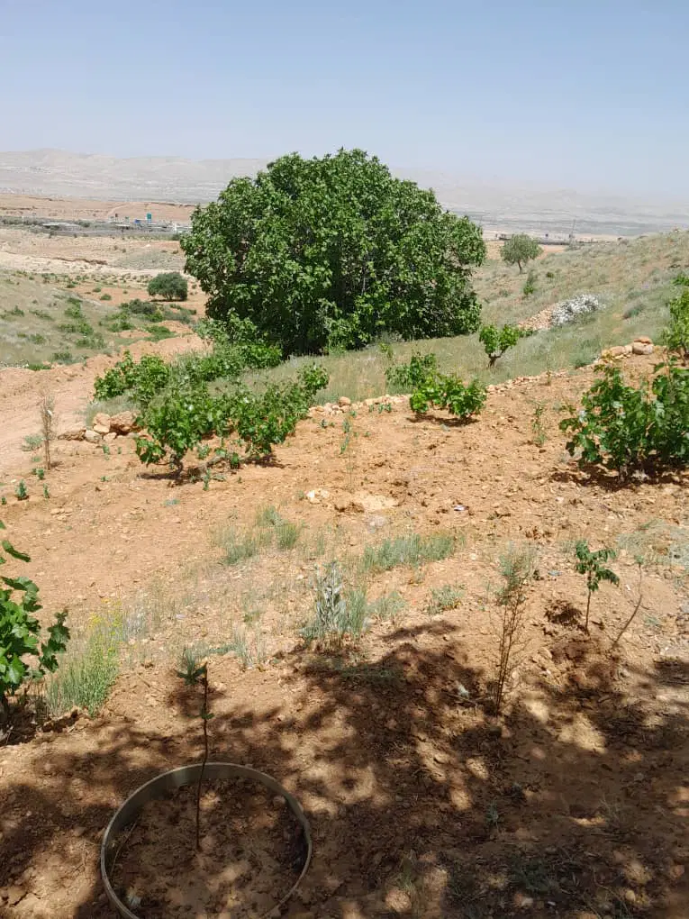 زمین باغ