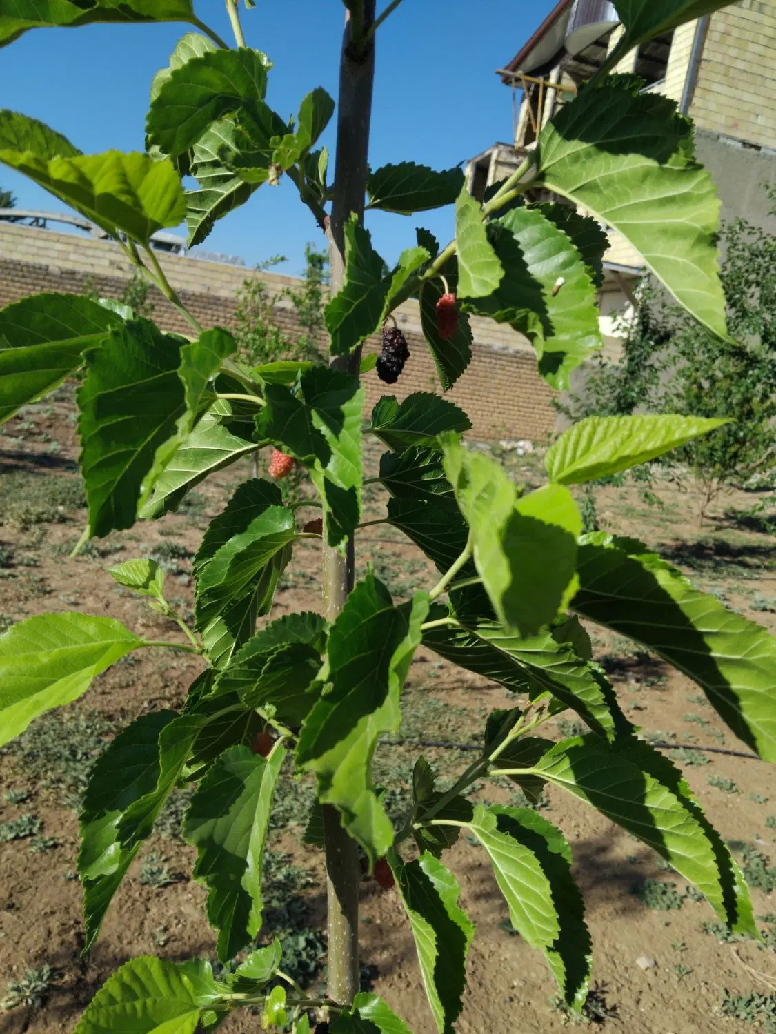 فروش باغ سراب نیلوفر