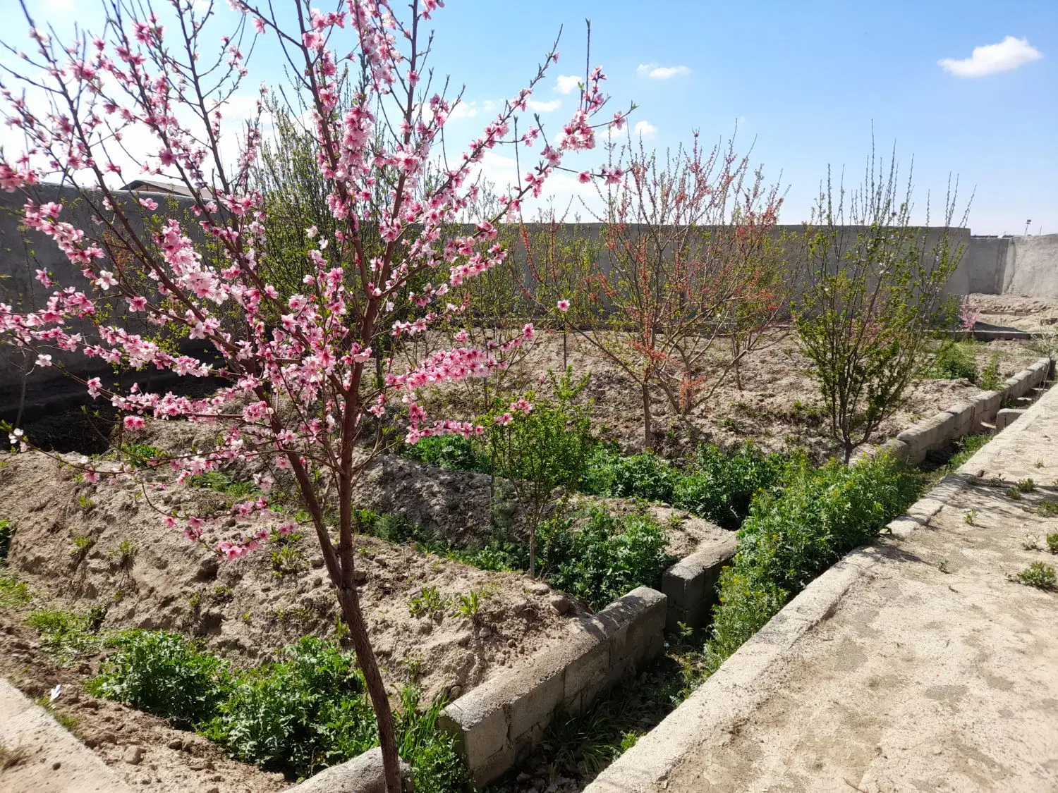 باغچه ۵۰۰ متری