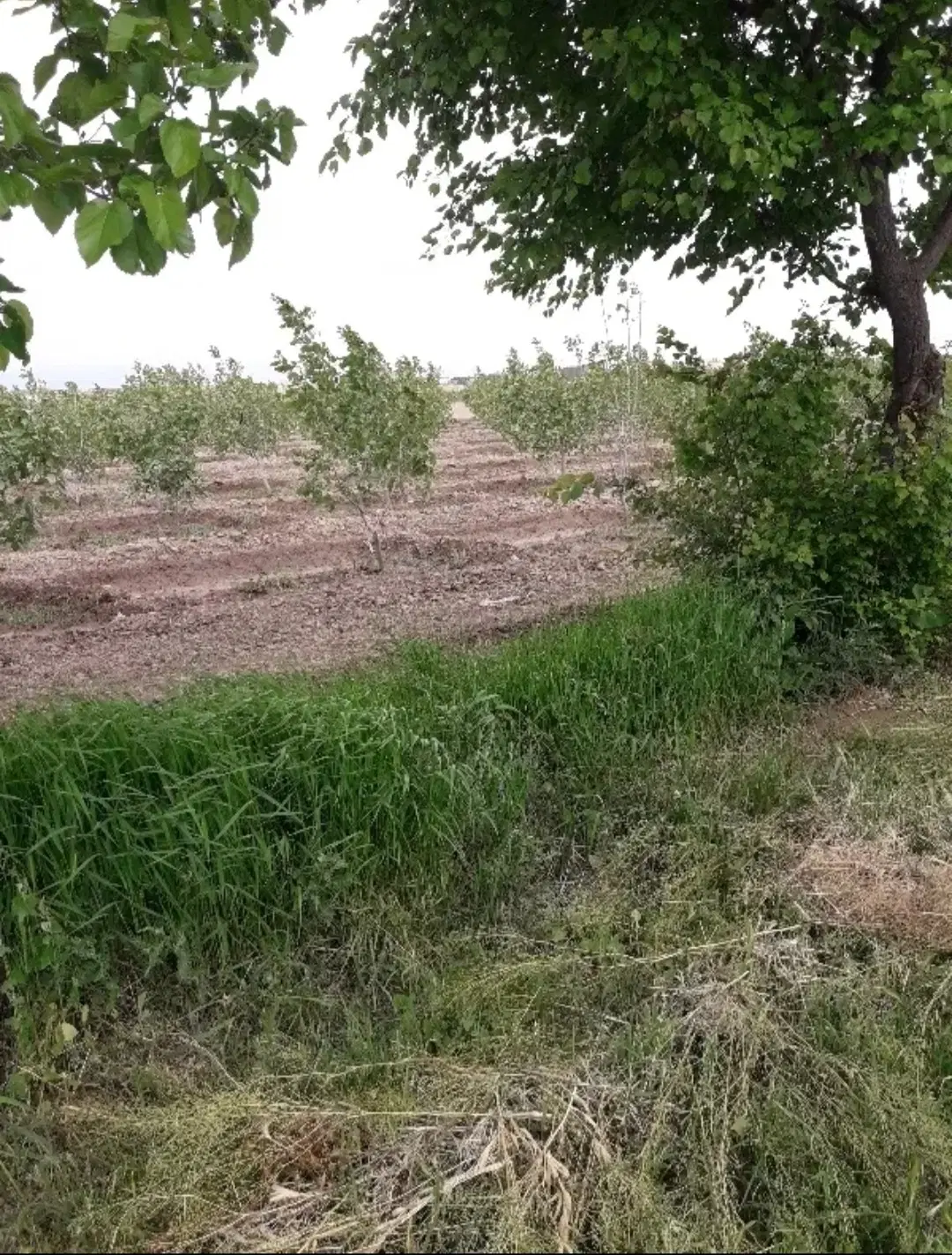 یک هکتار زمین کشاورزی با آب چاه