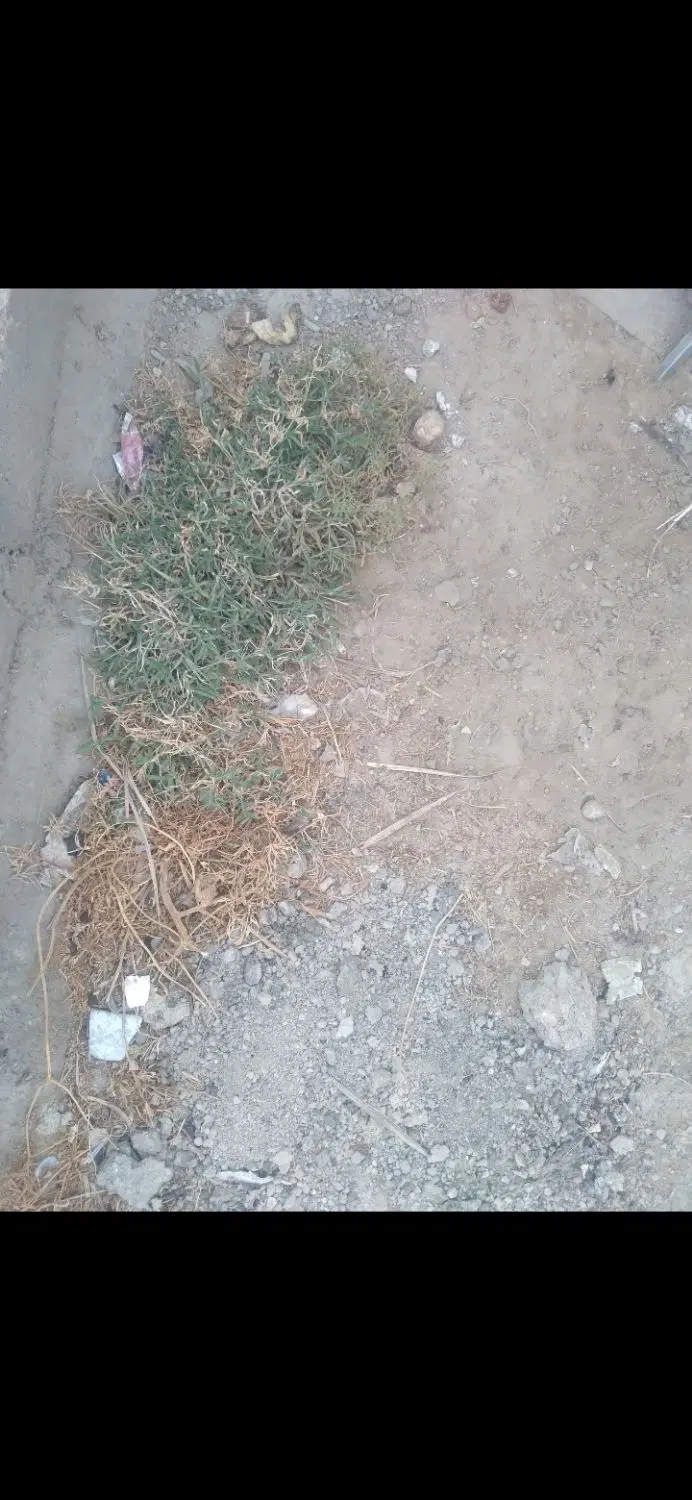 زمین تکثیر میگو