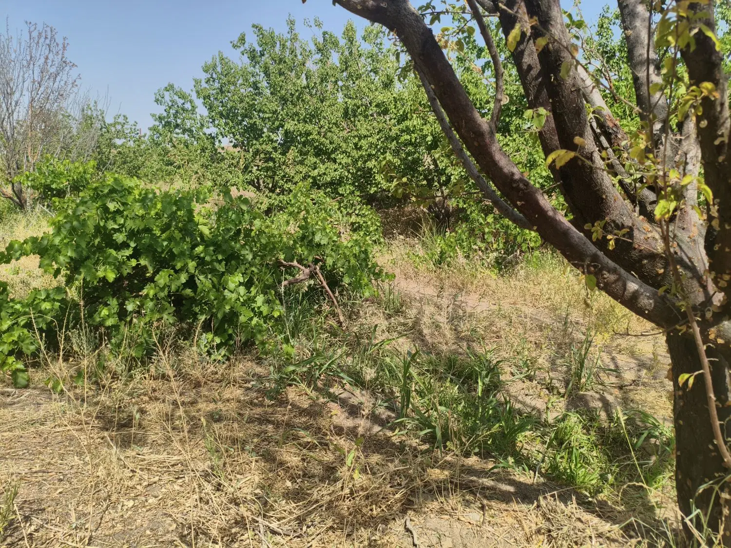 باغ سند۶دانگ با آب (دستجرد)