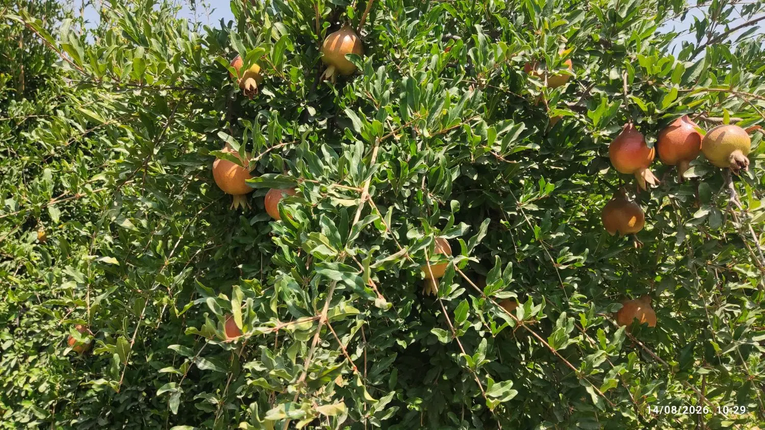 فروش باغ انار