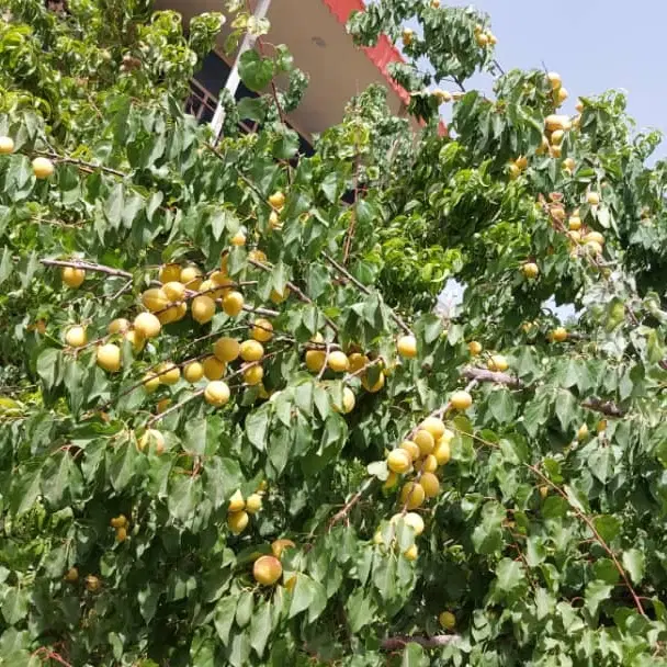باغ نقلی هلو و بادام و گردو