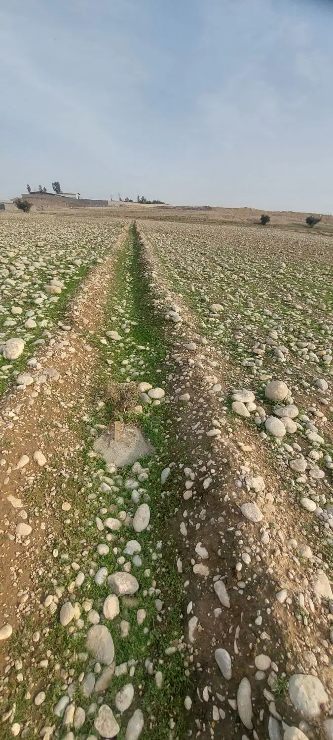 زمین در بند سیاه منصور