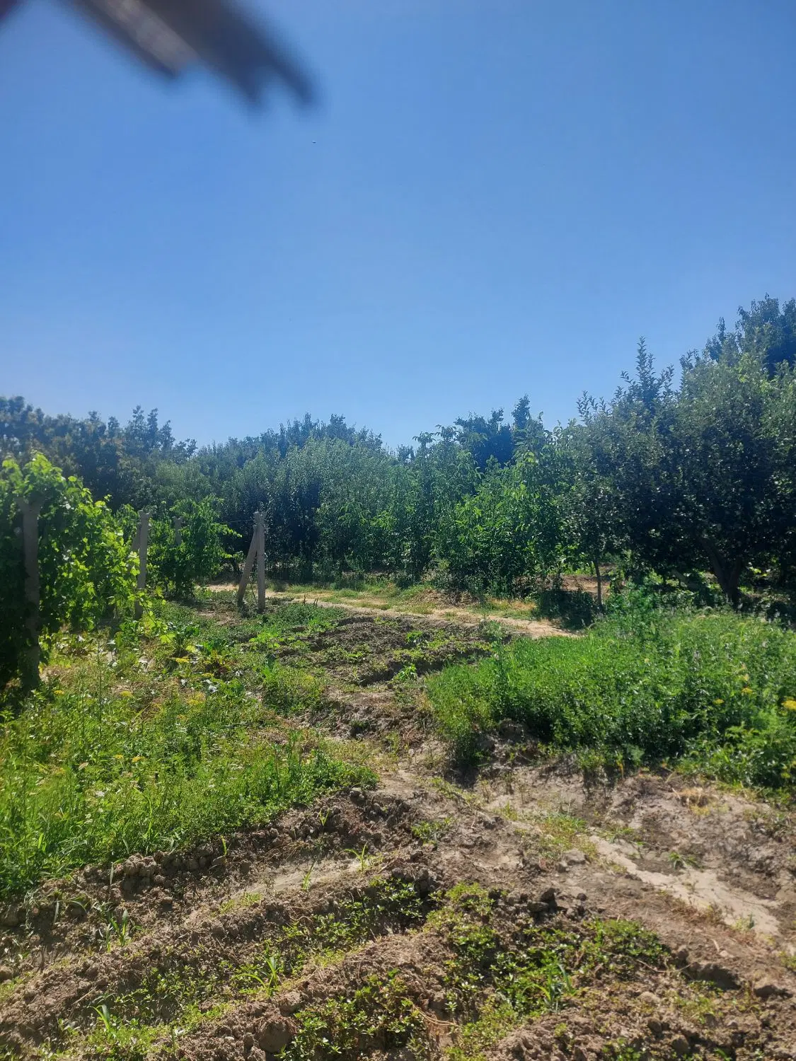 باغ انگور و باغچه الوان. ۲۵۰۰ متر جاده سلماس